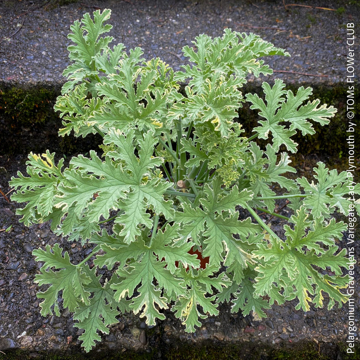 Pelargonium Graveolens Variegata Lady Plymouth, Scented / Rose Pelargonium, Duftgeranium, variegata, panaschiert, organically grown tropical plants for sale at TOMs FLOWer CLUB.