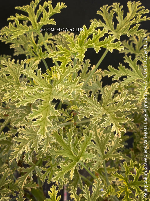 Pelargonium Graveolens Variegata Lady Plymouth, Scented / Rose Pelargonium, Duftgeranium, variegata, panaschiert, organically grown tropical plants for sale at TOMs FLOWer CLUB.