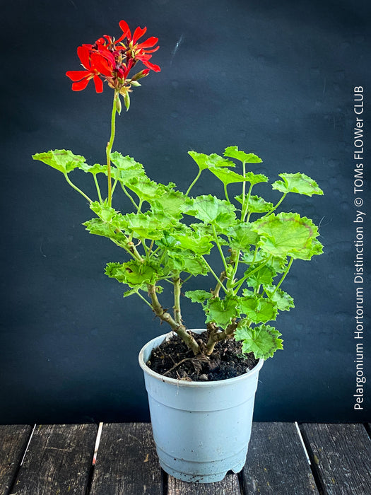 Pelargonium Hortorum Distinction, historical English geraniums, historische Pelargonien, organically grown plants for sale at TOMs FLOWer CLUB.