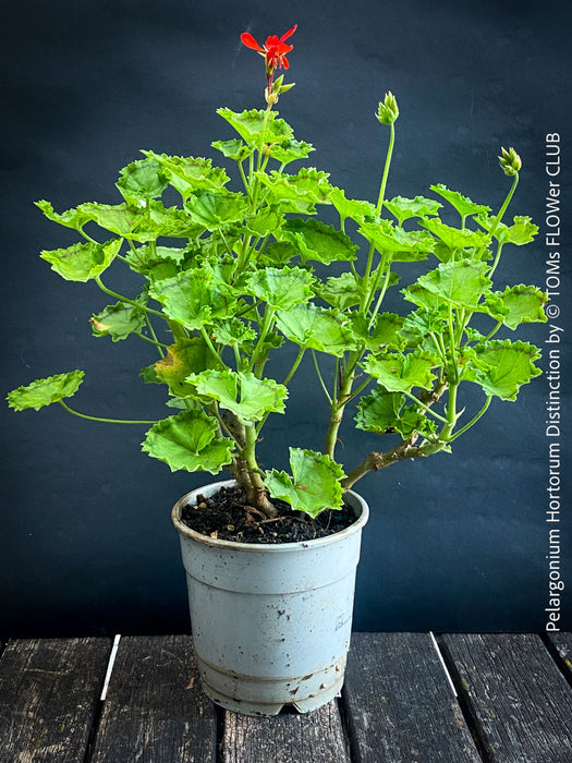 Pelargonium Hortorum Distinction, historical English geraniums, historische Pelargonien, organically grown plants for sale at TOMs FLOWer CLUB.