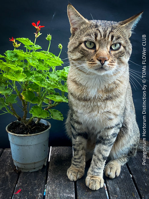Cat friendly plants, cat lover, Pelargonium Hortorum Distinction, historical English geraniums, historische Pelargonien, organically grown plants for sale at TOMs FLOWer CLUB.