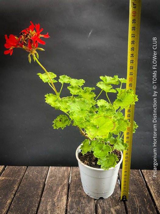 Pelargonium Hortorum Distinction, historical English geraniums, historische Pelargonien, organically grown plants for sale at TOMs FLOWer CLUB.