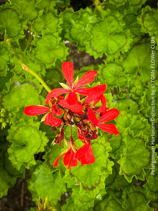 Pelargonium Hortorum Distinction, historical English geraniums, historische Pelargonien, organically grown plants for sale at TOMs FLOWer CLUB.