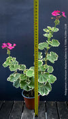 Collector specimen of Pelargonium × hortorum Madame Salleron at TOMs FLOWer CLUB