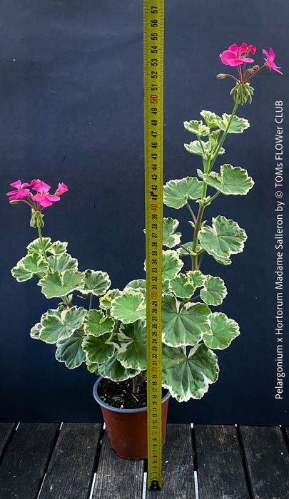 Collector specimen of Pelargonium × hortorum Madame Salleron at TOMs FLOWer CLUB