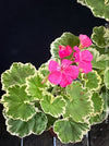 Collector specimen of Pelargonium × hortorum Madame Salleron at TOMs FLOWer CLUB
