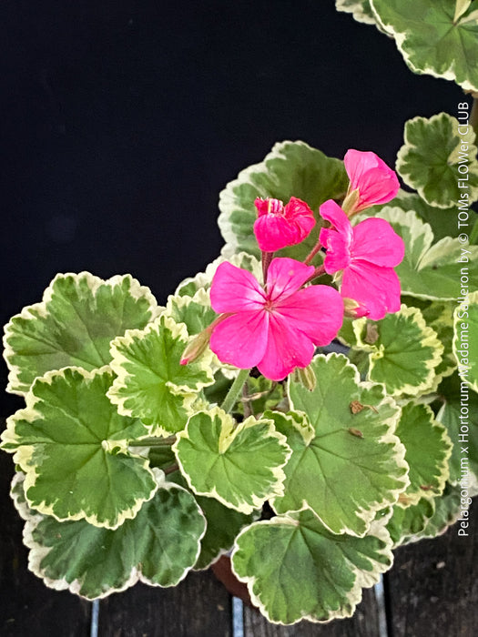 Collector specimen of Pelargonium × hortorum Madame Salleron at TOMs FLOWer CLUB