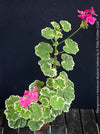 Pink flowers of Collector specimen of Pelargonium × hortorum Madame Salleron at TOMs FLOWer CLUB