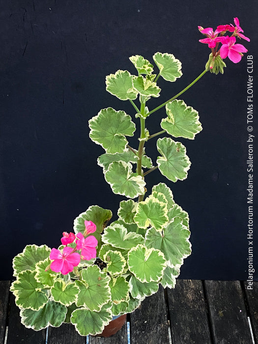 Pink flowers of Collector specimen of Pelargonium × hortorum Madame Salleron at TOMs FLOWer CLUB