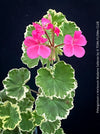 Pelargonium × hortorum Madame Salleron displaying cream-edged variegated foliage.