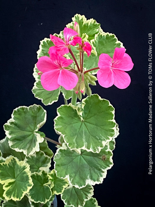 Pelargonium × hortorum Madame Salleron displaying cream-edged variegated foliage.