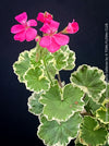 Elegant variegated Pelargonium collector plant from TOMs FLOWer CLUB