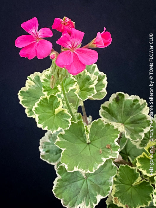 Elegant variegated Pelargonium collector plant from TOMs FLOWer CLUB
