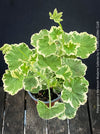 Elegant variegated Pelargonium collector plant from TOMs FLOWer CLUB