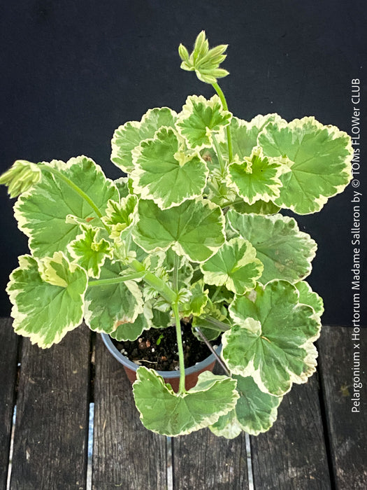 Elegant variegated Pelargonium collector plant from TOMs FLOWer CLUB