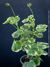 Historic Madame Salleron geranium with elegant green and white leaves