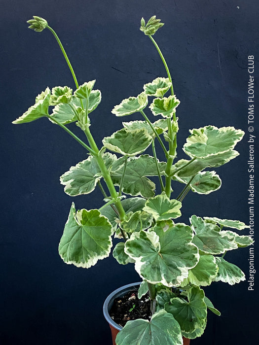 Historic Madame Salleron geranium with elegant green and white leaves