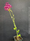 Pelargonium lawrenceanum seasonal geranium plant in TOMs FLOWer CLUB collection