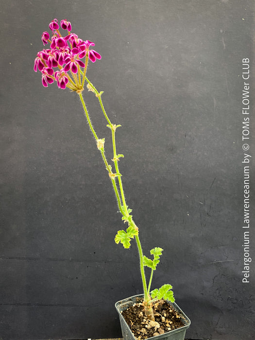 Pelargonium lawrenceanum seasonal geranium plant in TOMs FLOWer CLUB collection
