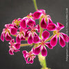 Stunning flowers of Pelargonium lawrenceanum seasonal geranium plant in TOMs FLOWer CLUB collection