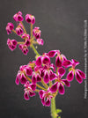 TOMs FLOWer CLUB Pelargonium lawrenceanum rare species detail view