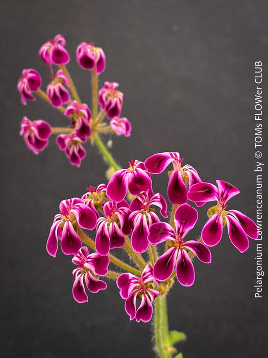 TOMs FLOWer CLUB Pelargonium lawrenceanum rare species detail view