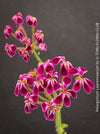 Rare Pelargonium lawrenceanum cultivated as collector specimen plant