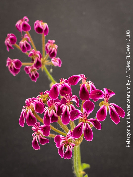 Rare Pelargonium lawrenceanum cultivated as collector specimen plant