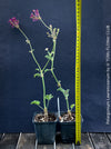Pelargonium lawrenceanum geranium plant in TOMs FLOWer CLUB collection