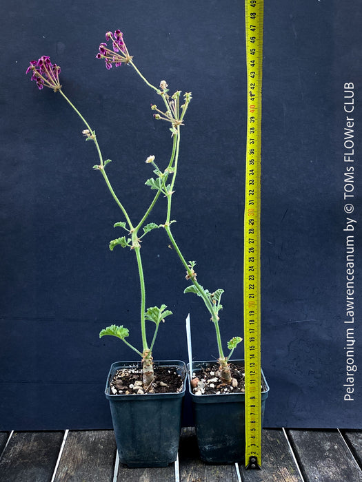 Pelargonium lawrenceanum geranium plant in TOMs FLOWer CLUB collection
