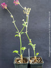 TOMs FLOWer CLUB Pelargonium lawrenceanum rare species detail view