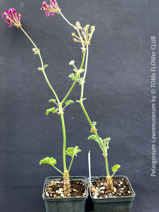 TOMs FLOWer CLUB Pelargonium lawrenceanum rare species detail view