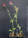 Rare Pelargonium lawrenceanum cultivated as collector specimen plant