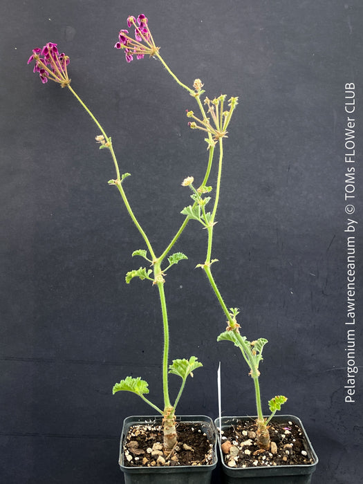 Rare Pelargonium lawrenceanum cultivated as collector specimen plant