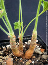 Rare Pelargonium lawrenceanum cultivated as collector specimen plant