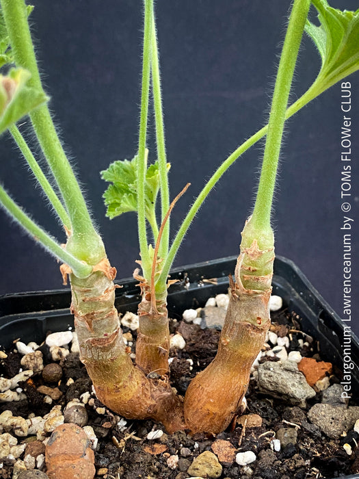 Rare Pelargonium lawrenceanum cultivated as collector specimen plant