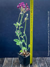 Rare Pelargonium lawrenceanum cultivated as collector specimen plant