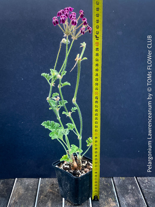 Rare Pelargonium lawrenceanum cultivated as collector specimen plant