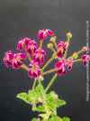 Rare Pelargonium lawrenceanum cultivated as collector specimen plant