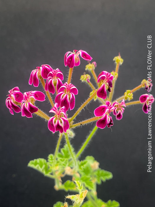 Rare Pelargonium lawrenceanum cultivated as collector specimen plant