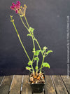 Rare Pelargonium lawrenceanum cultivated as collector specimen plant