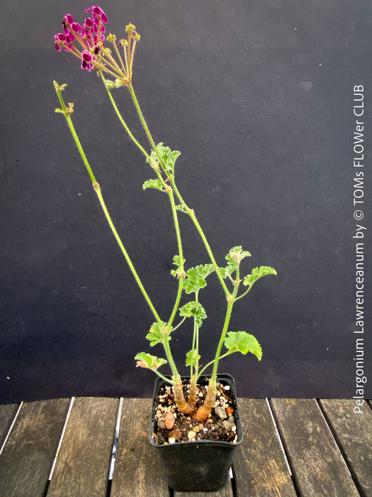 Rare Pelargonium lawrenceanum cultivated as collector specimen plant
