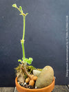 Bonsai like Pelargonium lawrenceanum cultivated as collector specimen plant