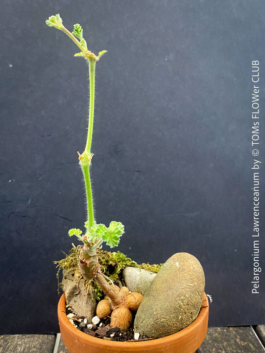 Bonsai like Pelargonium lawrenceanum cultivated as collector specimen plant
