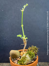 Bonsai like caudex of Pelargonium lawrenceanum seasonal geranium plant in TOMs FLOWer CLUB collection