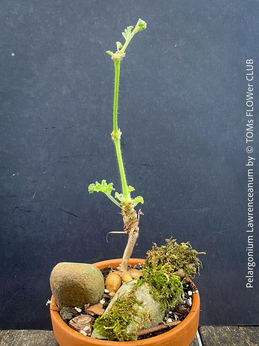 Bonsai like caudex of Pelargonium lawrenceanum seasonal geranium plant in TOMs FLOWer CLUB collection