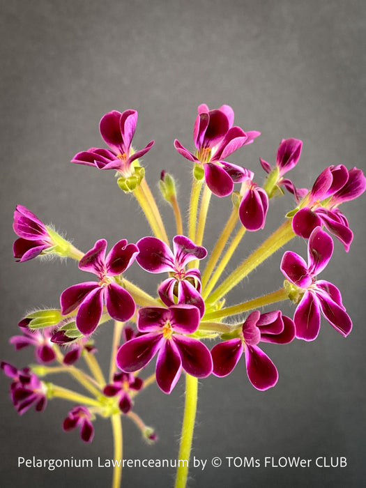 Rare Pelargonium lawrenceanum cultivated as collector specimen plant