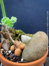 Caudex of Pelargonium lawrenceanum cultivated as collector specimen plant for sale at TOMs FLOWer CLUB