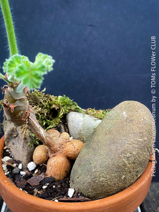 Caudex of Pelargonium lawrenceanum cultivated as collector specimen plant for sale at TOMs FLOWer CLUB