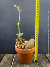 Rare Pelargonium lawrenceanum cultivated as collector specimen plant for sale at TOMs FLOWer CLUB